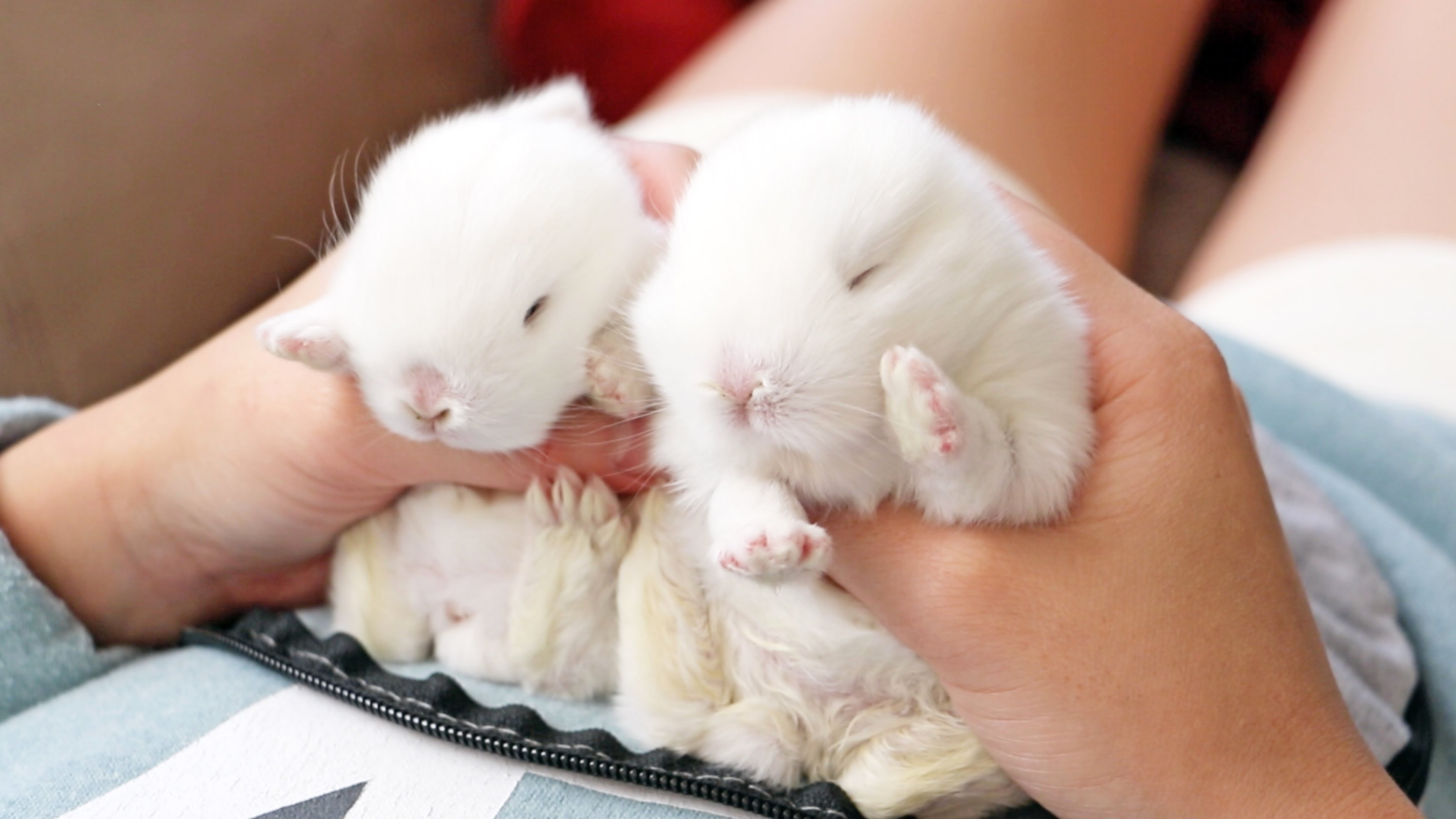 Кролику 12 лет. Маленькие кролики. Новорождённые Карликовые кролики. Крольчата фото. Новорожденные Карликовые кролики.